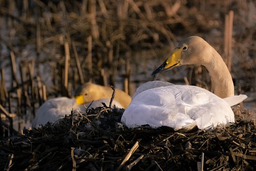 Free Swan Nest photo and picture