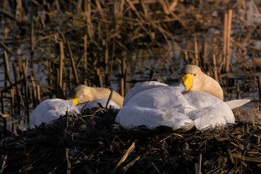Free Swans Nest photo and picture