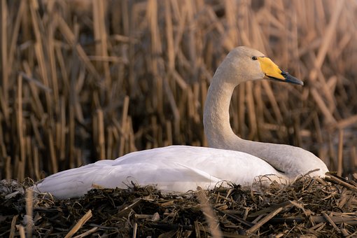 Free Swan Nest photo and picture