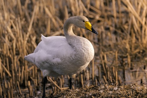 Free Swan Bird photo and picture