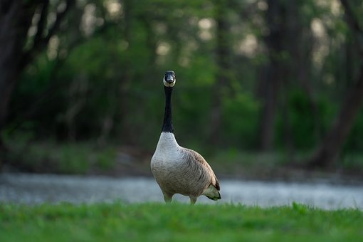 Ganso, Ganso Do Canadá, Natureza