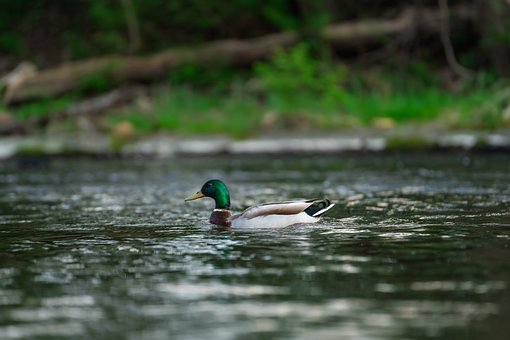 Pato, Selvagem, Natureza, Ave Aquática