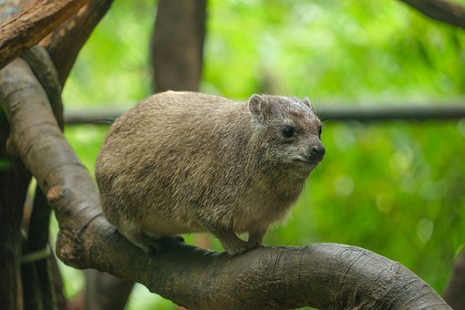 Free Animal Mammal photo and picture