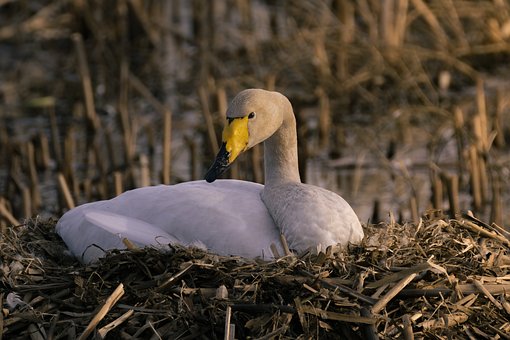 Free Swan Nest photo and picture