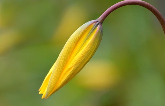 Download free HD stock image of Wild Tulip Beautiful Flowers Free Wild Tulip Beautiful Flowers photo and picture
