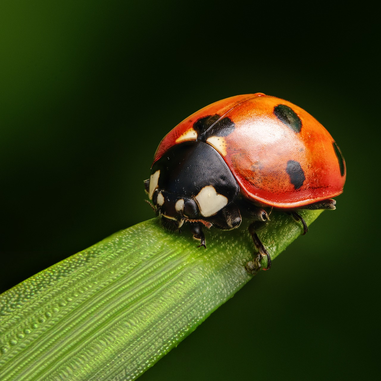 Ladybug - free online jigsaw puzzle photo