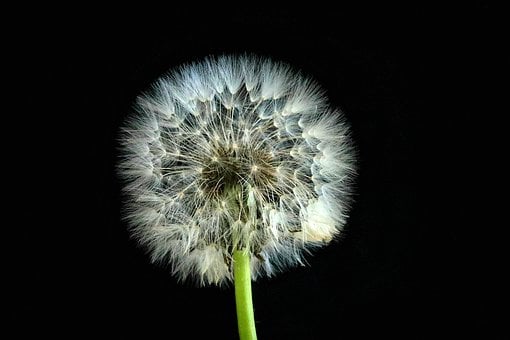 Free Dandelion Seed photo and picture