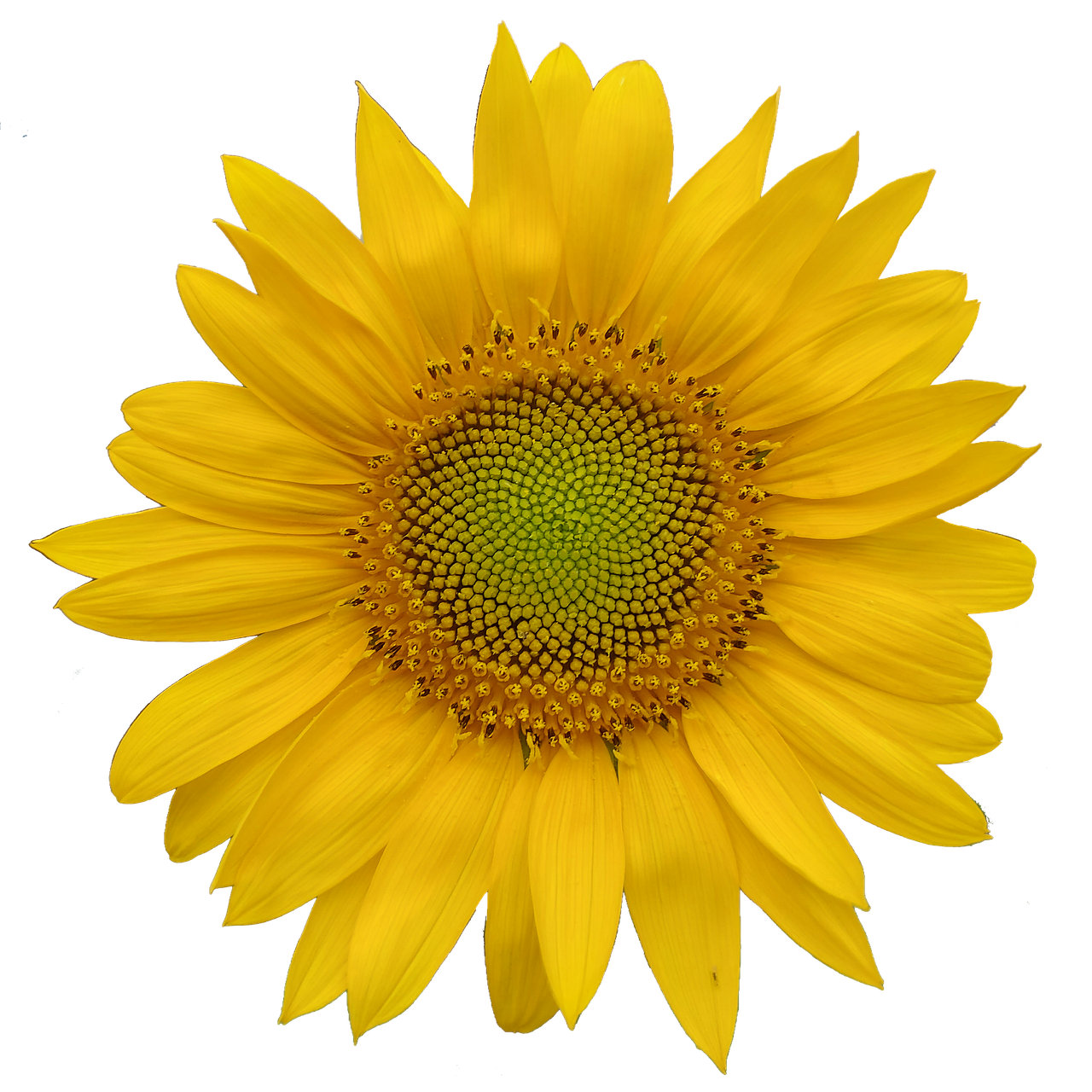 Sunflower Flower Yellow - Free photo on Pixabay