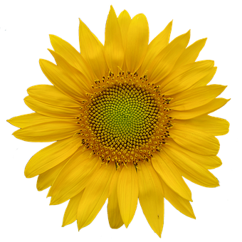 Free Sunflower Flower photo and picture