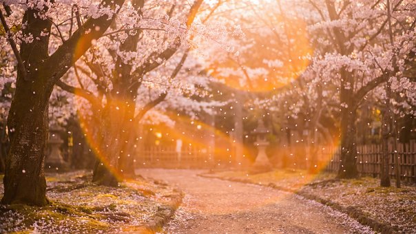 Sakura, Kersenbloesem, Lente, Bloemen