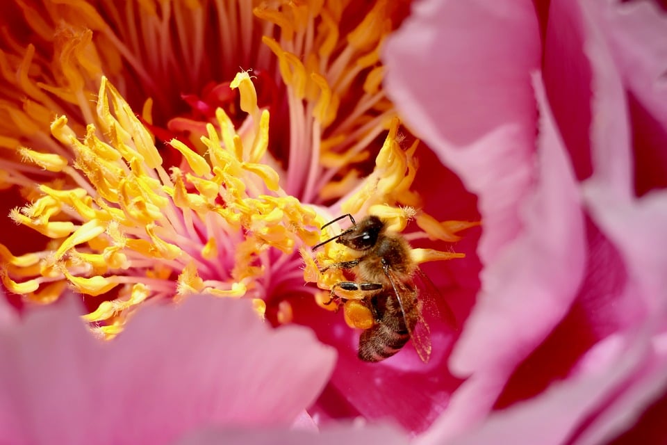 Bee Flower Pollination - Free photo on Pixabay