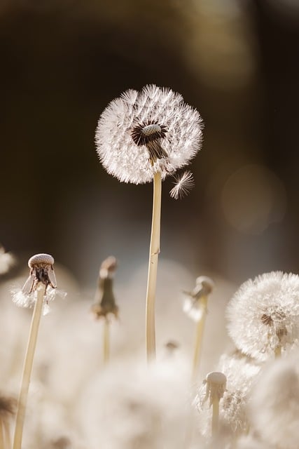 Free Dandelion Macro photo and picture