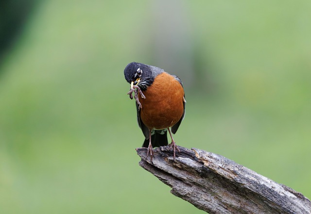 Robin On American Robin Bird Nature - Free photo on Pixabay