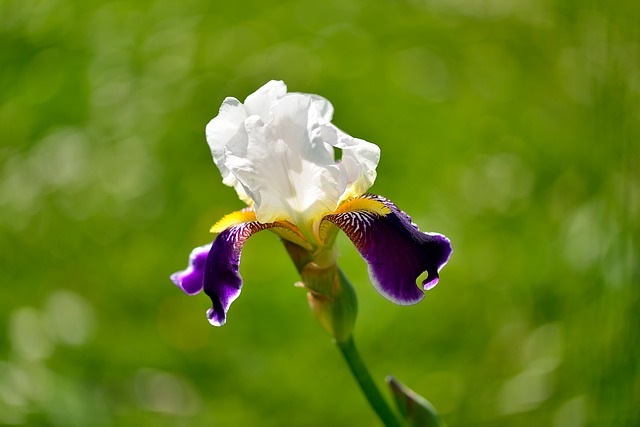 Iris, Blomst, Natur, Dyrkning, Detalje