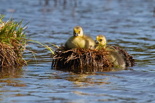 Free Gosling Waterfowl photo and picture