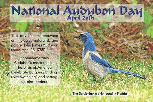 Free Florida Scrub-Jay Bird photo and picture