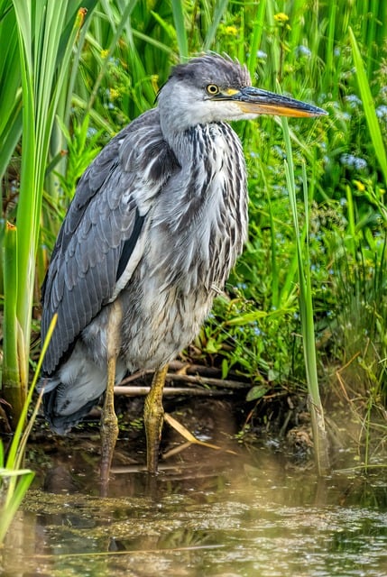 Free Heron Wetland photo and picture