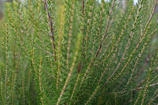 Free Heather Nature photo and picture