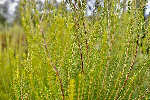 Free Heather Green photo and picture