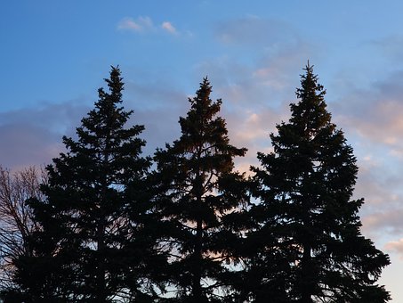 Silhuet, Træ, Gran, Solnedgang, Sky