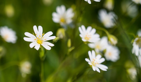 Free Flower White Flower photo and picture