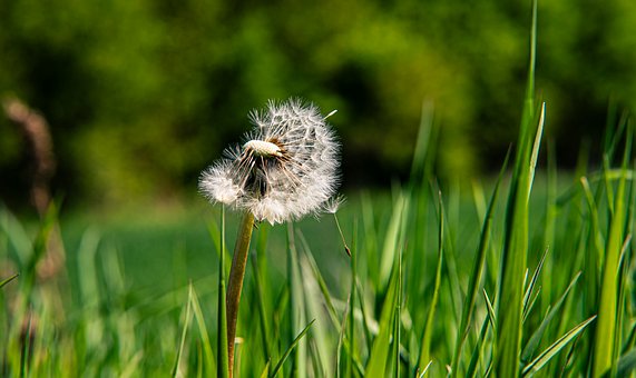 Free Dandelion Nature photo and picture