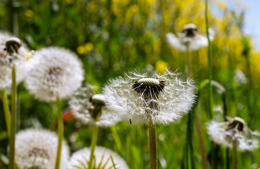 Free Dandelion Nature photo and picture