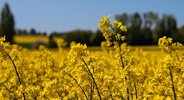 Free Field Blooming photo and picture