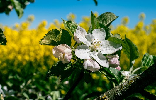 Free Flower White Flower photo and picture