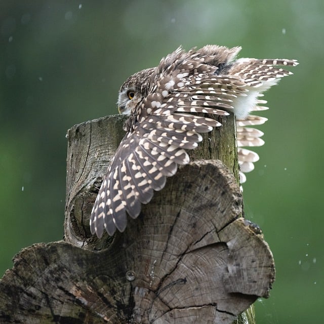 Eule, Feder, Wand, Regen, Wald, Holz