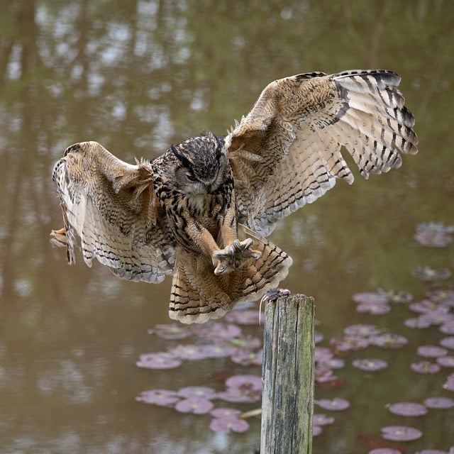 Eule, Natur, Vogel, Raubvogel, Federn