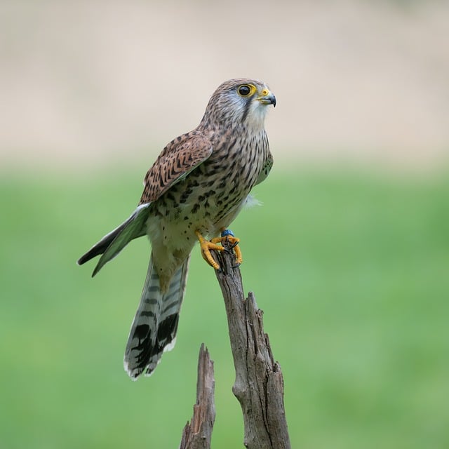 Turmfalke, Vogel, Greifvogel, Natur