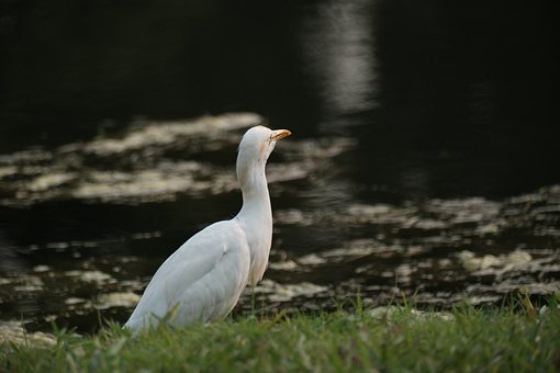 Garza, Animal, Pájaro, Naturaleza