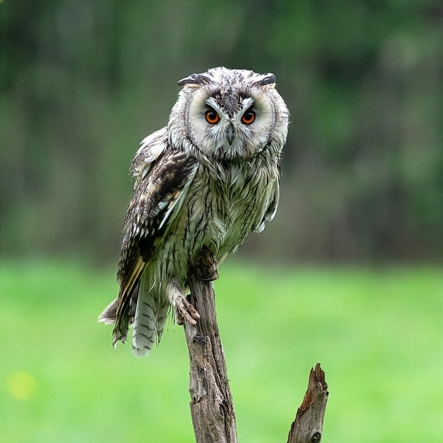 Eule, Raubvogel, Natur, Feder, Tier