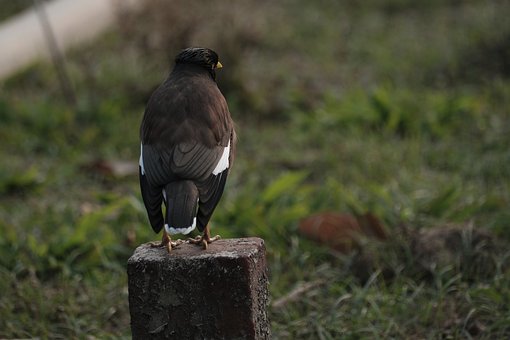 Pájaro, Naturaleza, Myna Pájaro