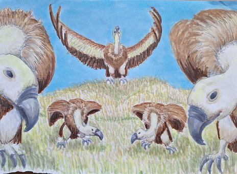 Carroñero, Buitre, Volar, Dibujo, Animal
