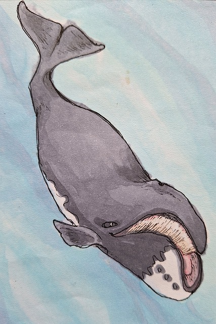 Ballena, Ilustración, Agua