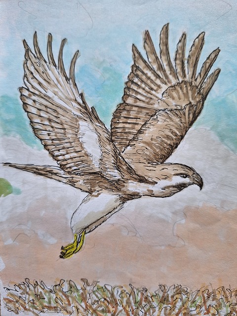 Halcón, Pájaro, Rapaz, Vuelo, Volar
