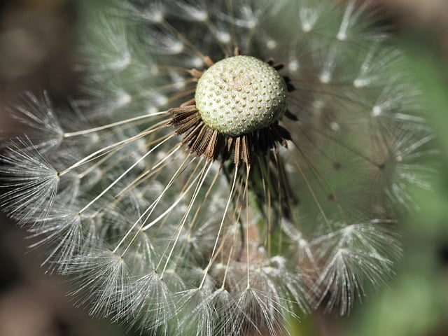 Free Dandelion Free Background photo and picture