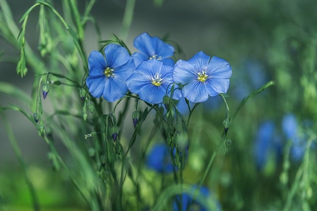 Free Blue Flower Flora photo and picture