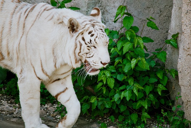 Tigre Branco, Exótico, Selva