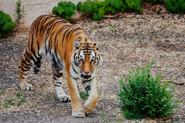 Tigre, Natureza, Animal, Cor Amarela