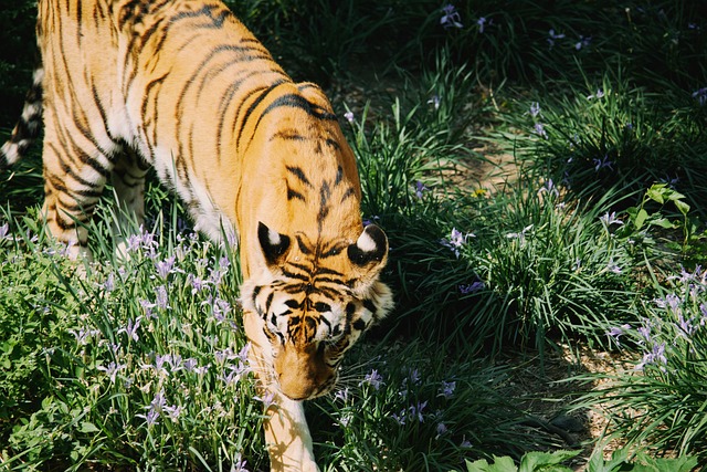Tigre, Animal, Natureza, Listrado, Selva