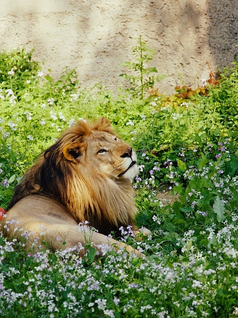 Leão, Animal, Selvagem, Pelo, Grama