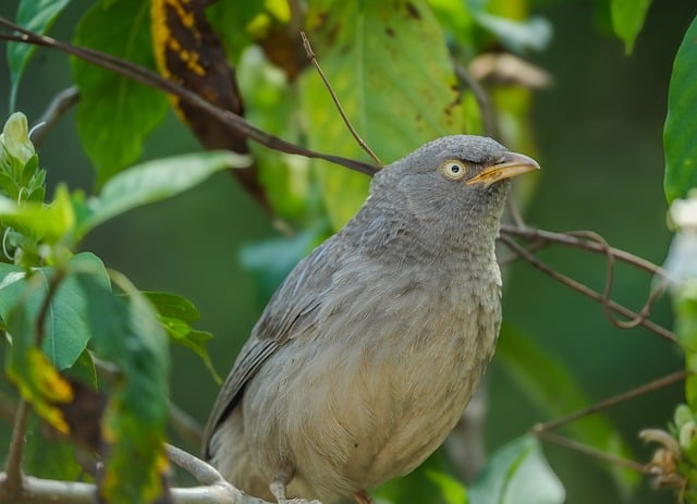 Download free HD stock image of Babbler Bird Free Babbler Bird photo and picture