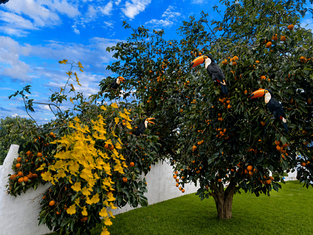 Natur, Vogel, Baum, Frucht