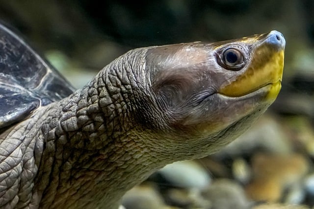 Turtle Features Face 20,000+ Free Turtle Face & Turtle Images - Pixabay