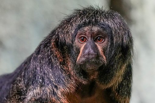 Affe, Bartaffe, Tier, Augen, Kopf, Fell