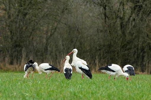 Storch, Herde, Feld, Vogel, Grün