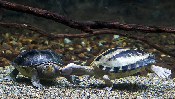 Wasserschildkröte, Zwei, Flosse